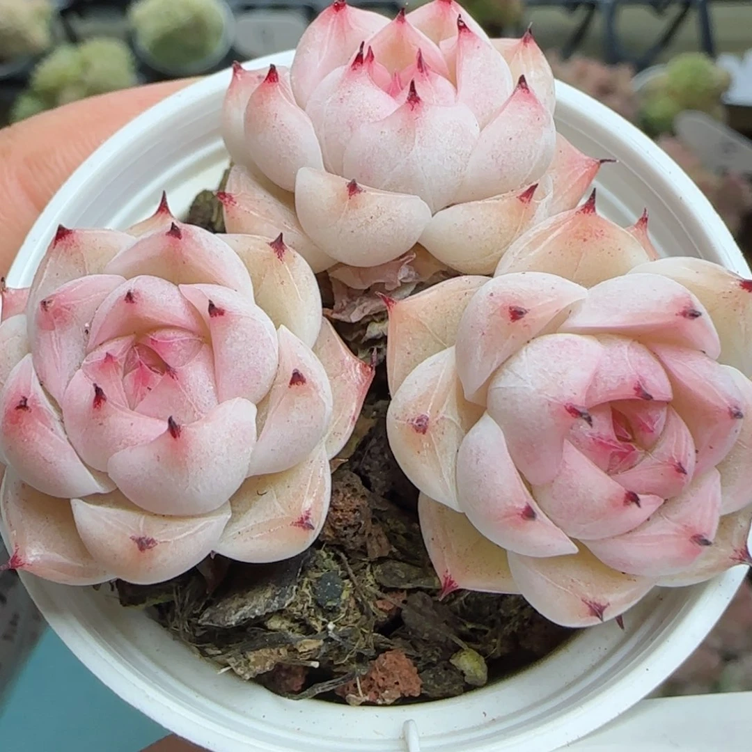 花语逸镜0224-382散