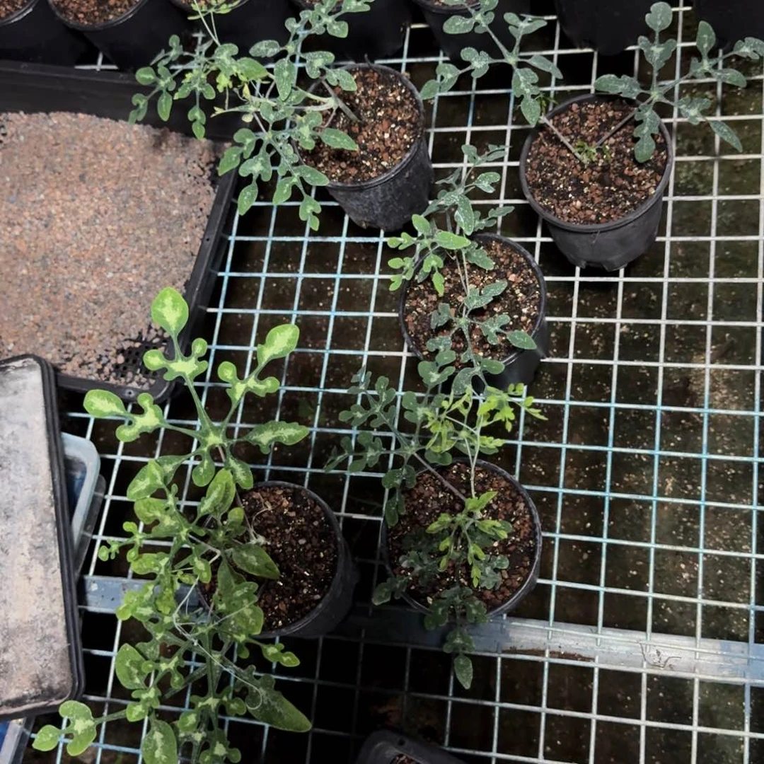 宝石蓝雪花西番莲多肉植物