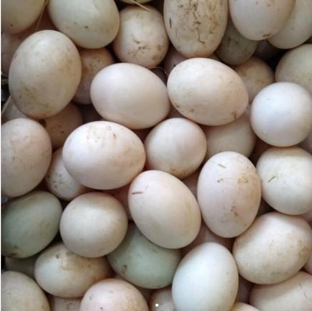 小希家乡散养土鸡蛋（农家蛋大小不均匀，介意勿拍）