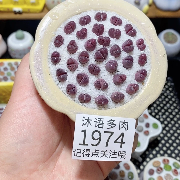 带盆土植物 一物一拍1974