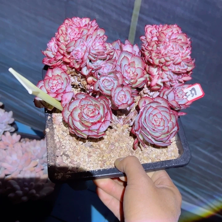 ?**婧精品多肉植物老桩