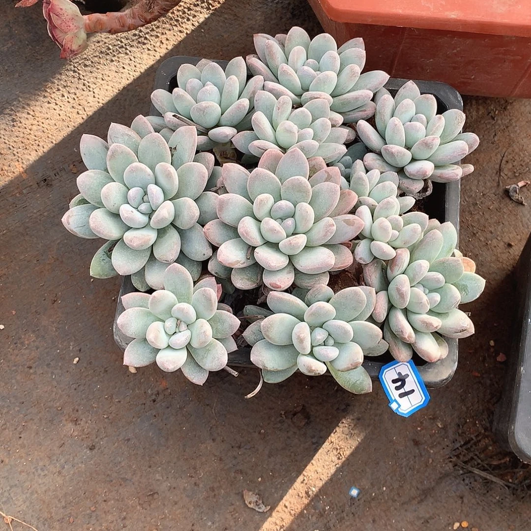 14香玉 一物一拍多肉