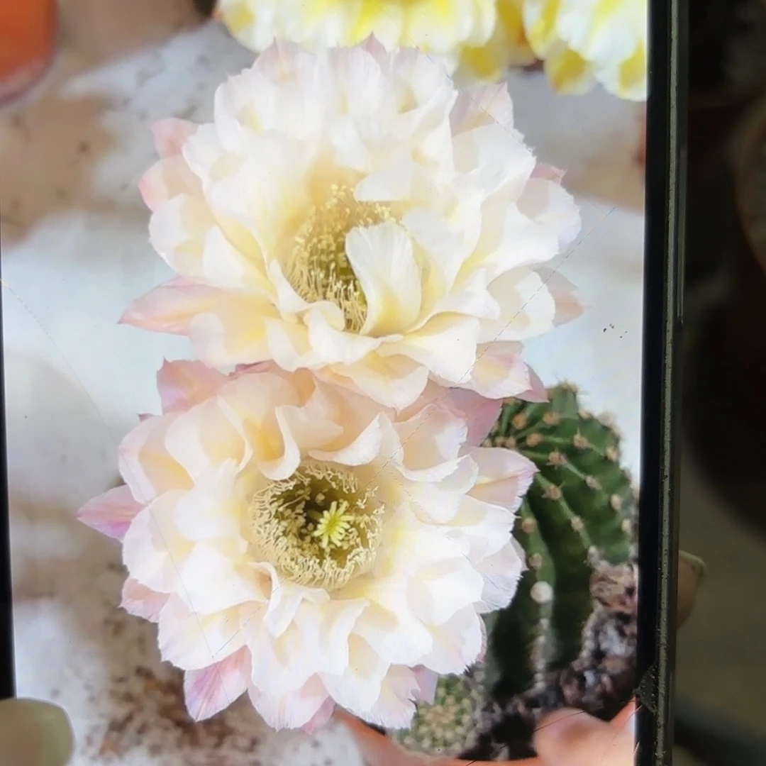 彩草13姨2.5公分侧牙