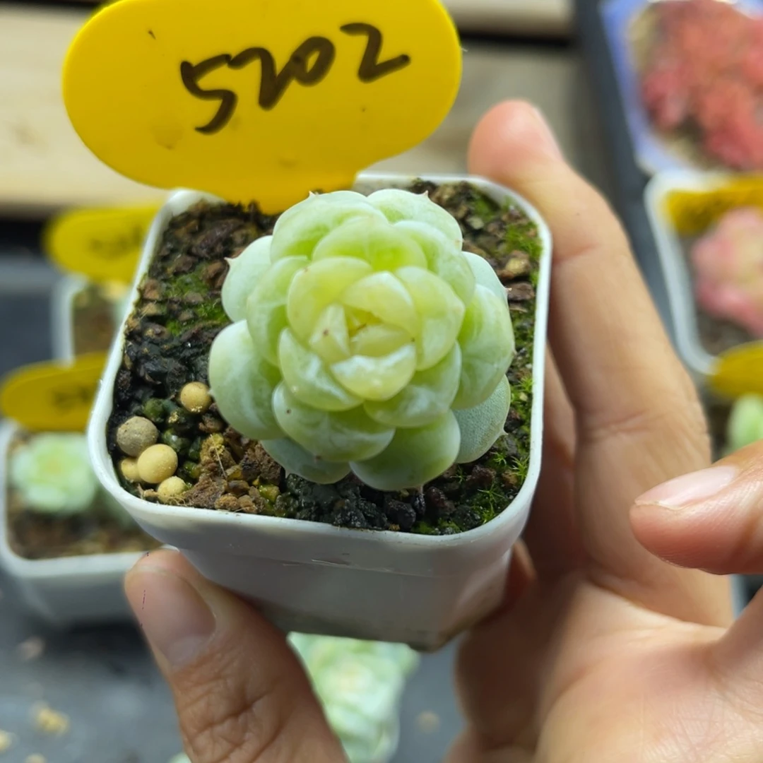 独家白晶体珍妮单头5202
