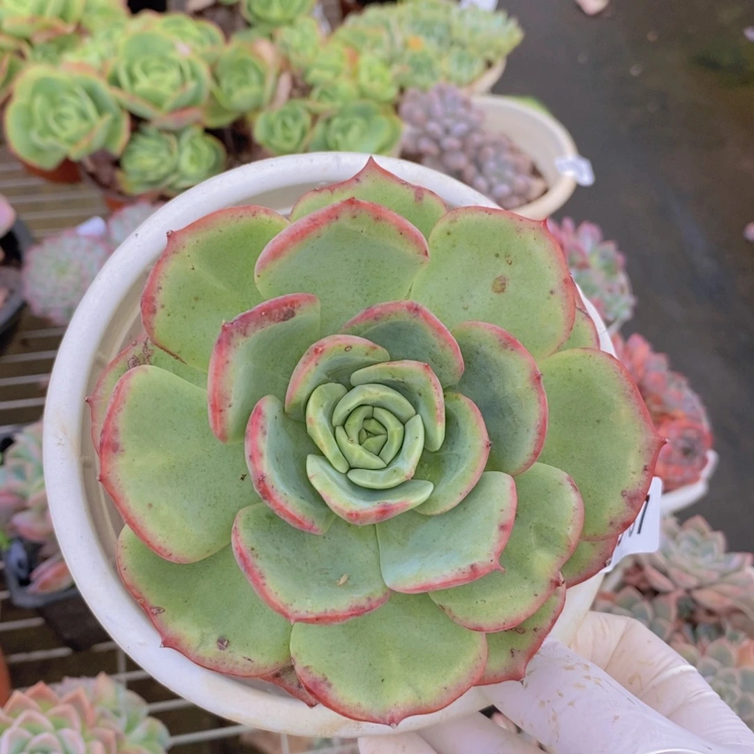 9167泡芙单头一物一拍