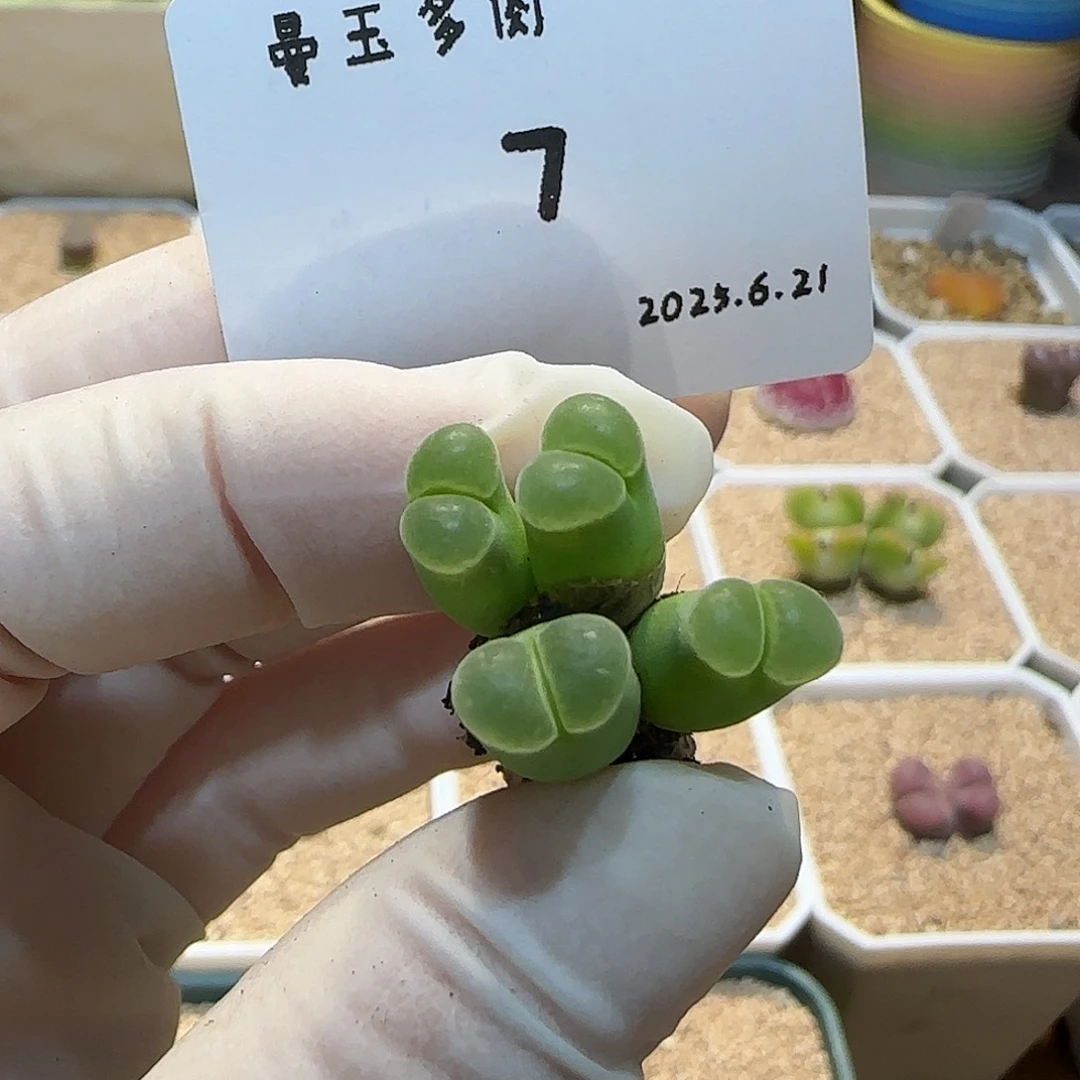 多肉多肉多肉6.21-007