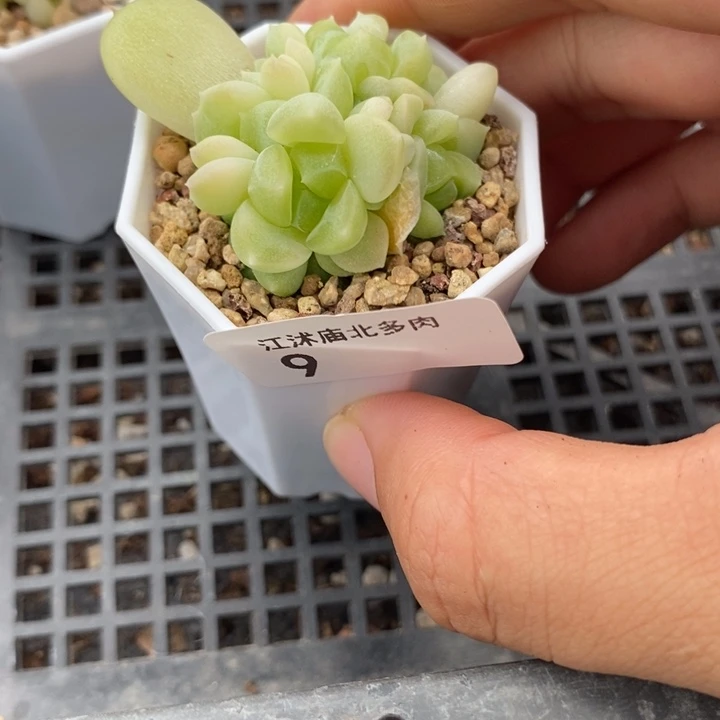 标9现金财富一个多肉