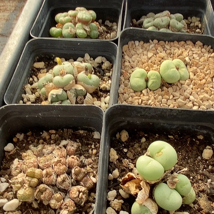 14105肉锥组合福利6盒