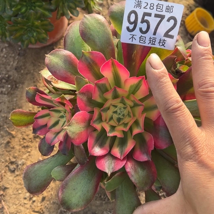 香妃多肉植物法师9572