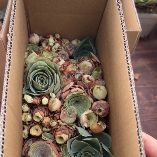 三碗013 玫瑰混合花盒