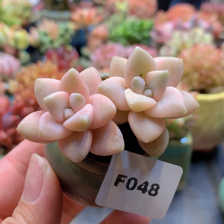 一物一拍含盆土满38包邮48