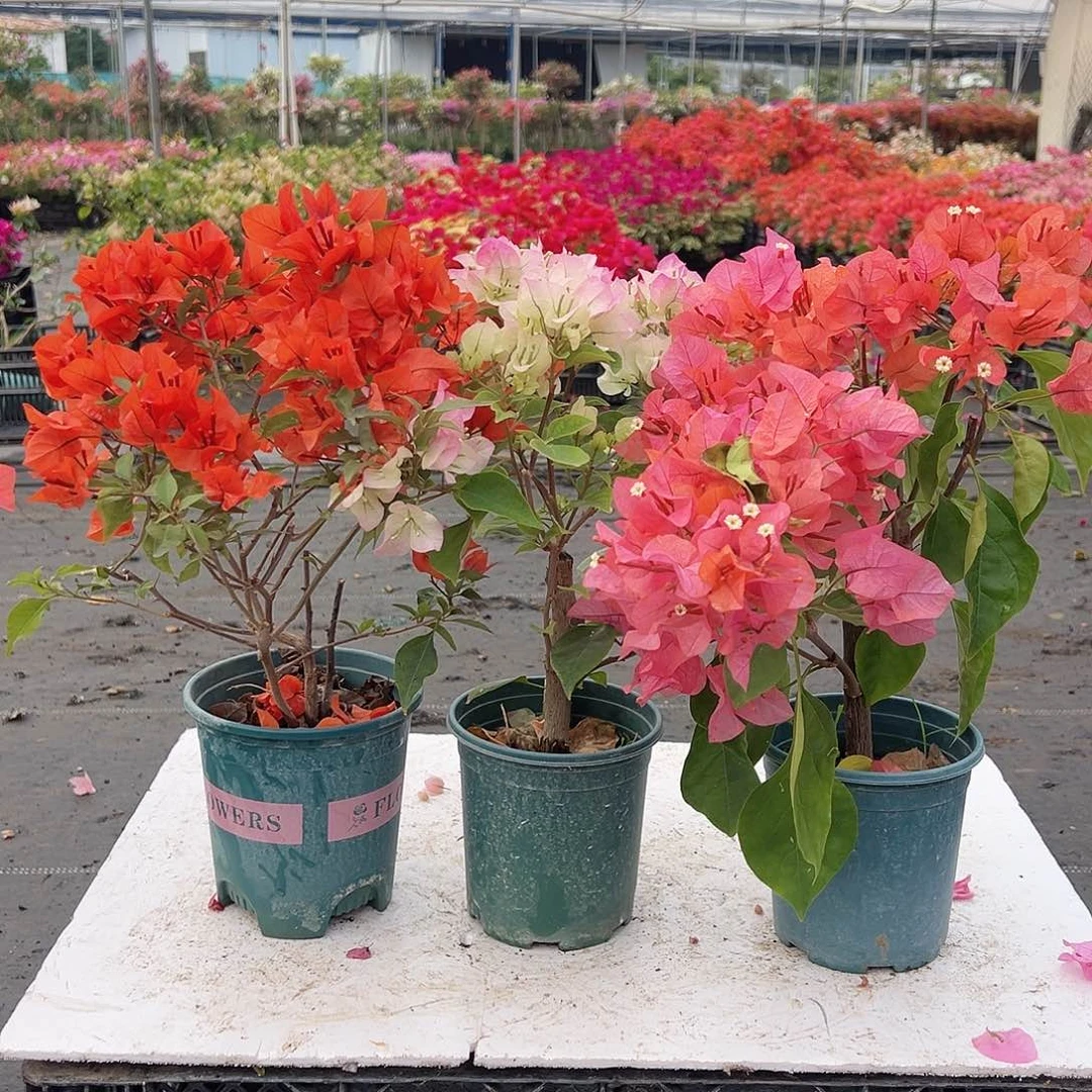 大部分花苞少量开放红桑巴，绿樱，波妹组合