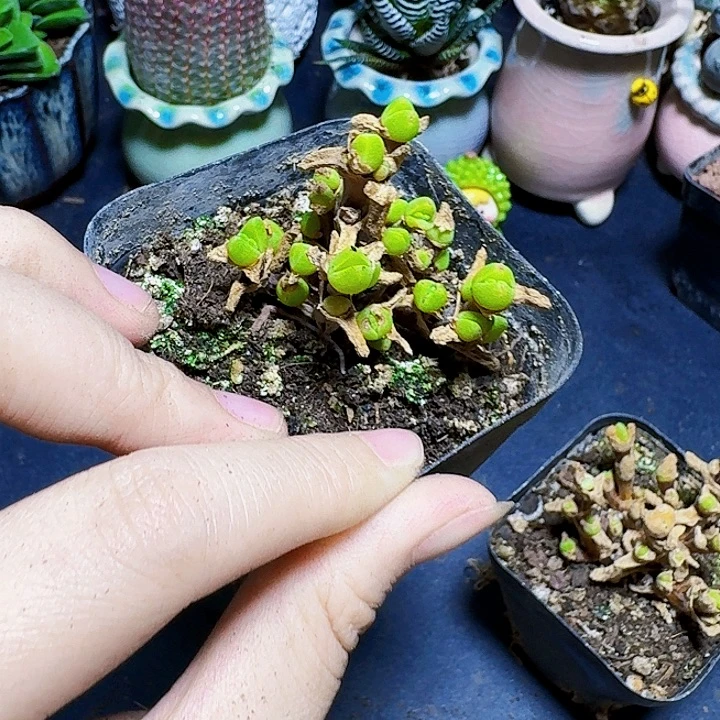 小兔子群生裸根一颗