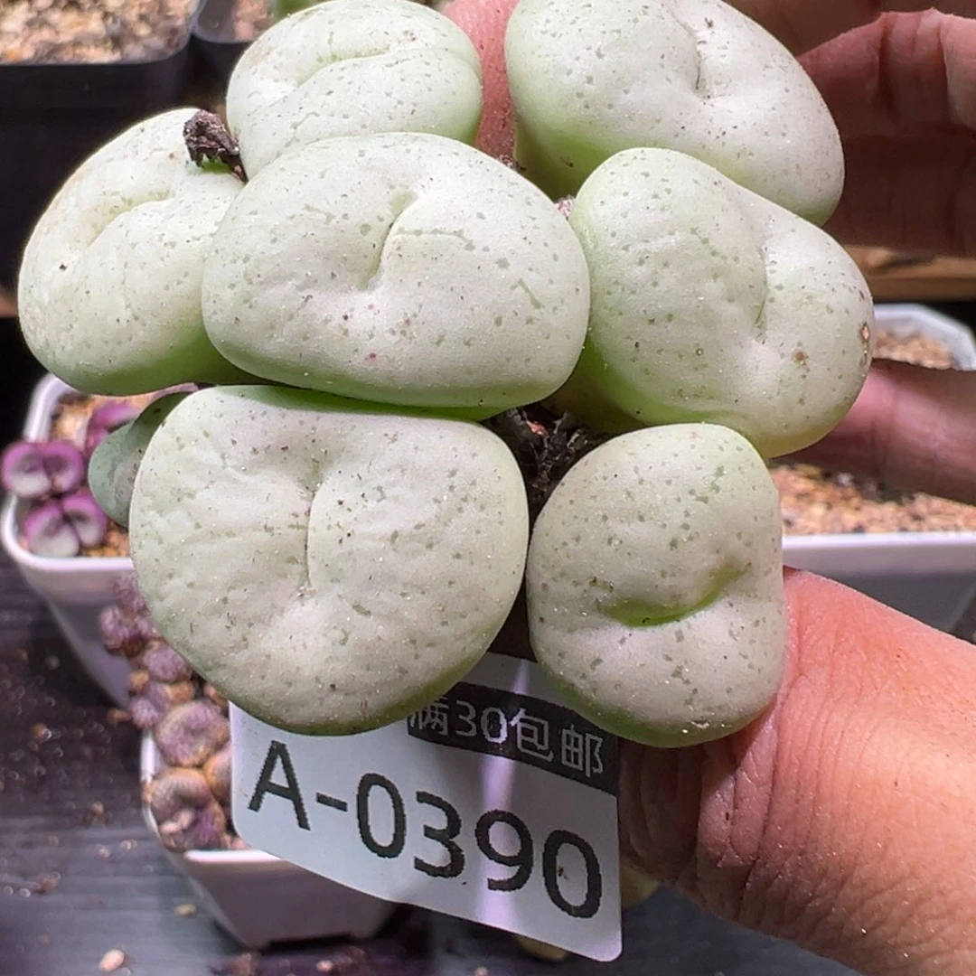多肉植物11111111111