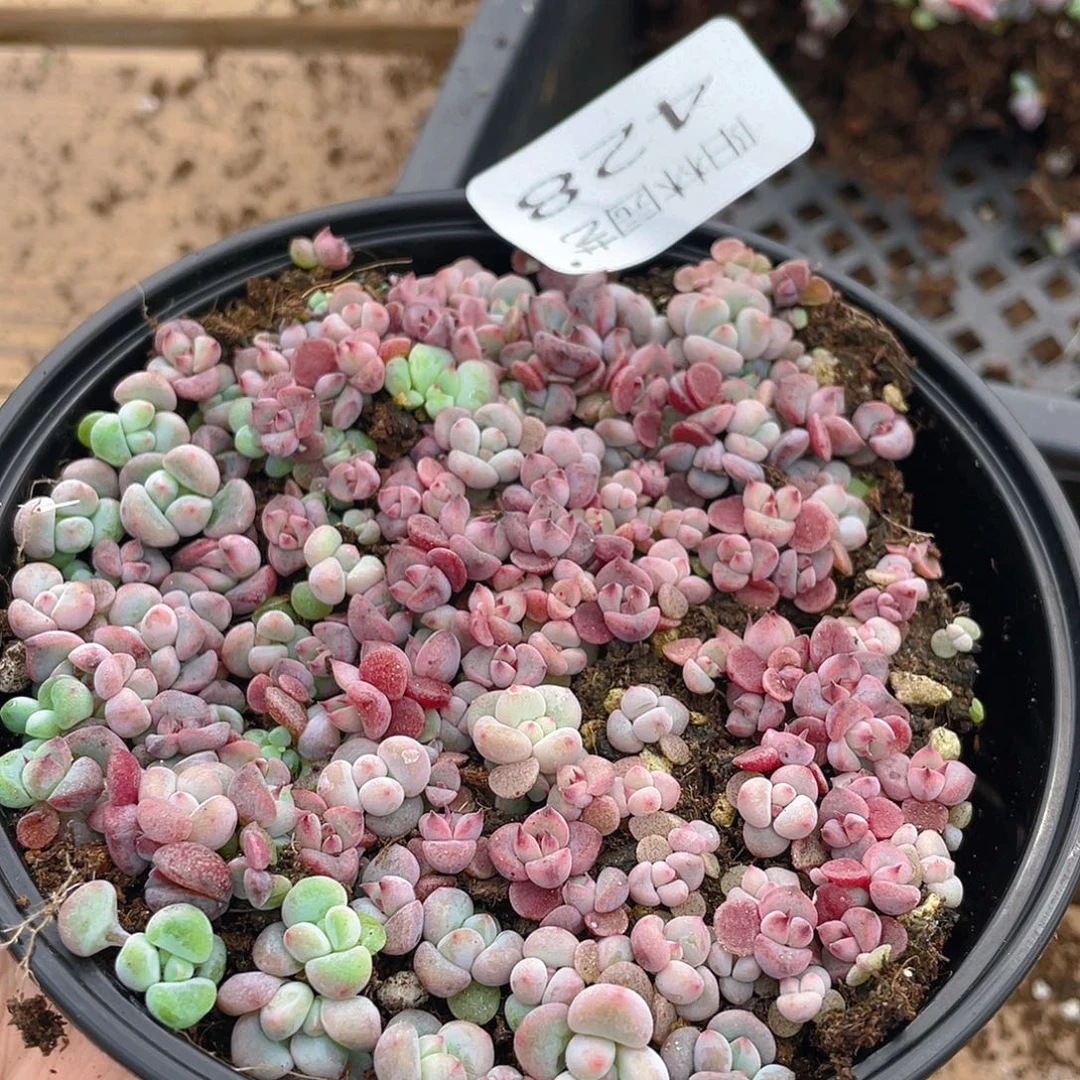 多肉植物多肉植物428