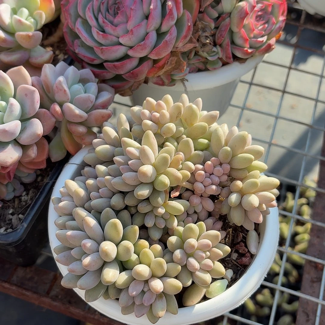 星黛露多肉15㎝盆整群