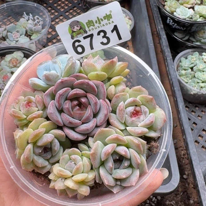 大***妮多肉植物多肉植物