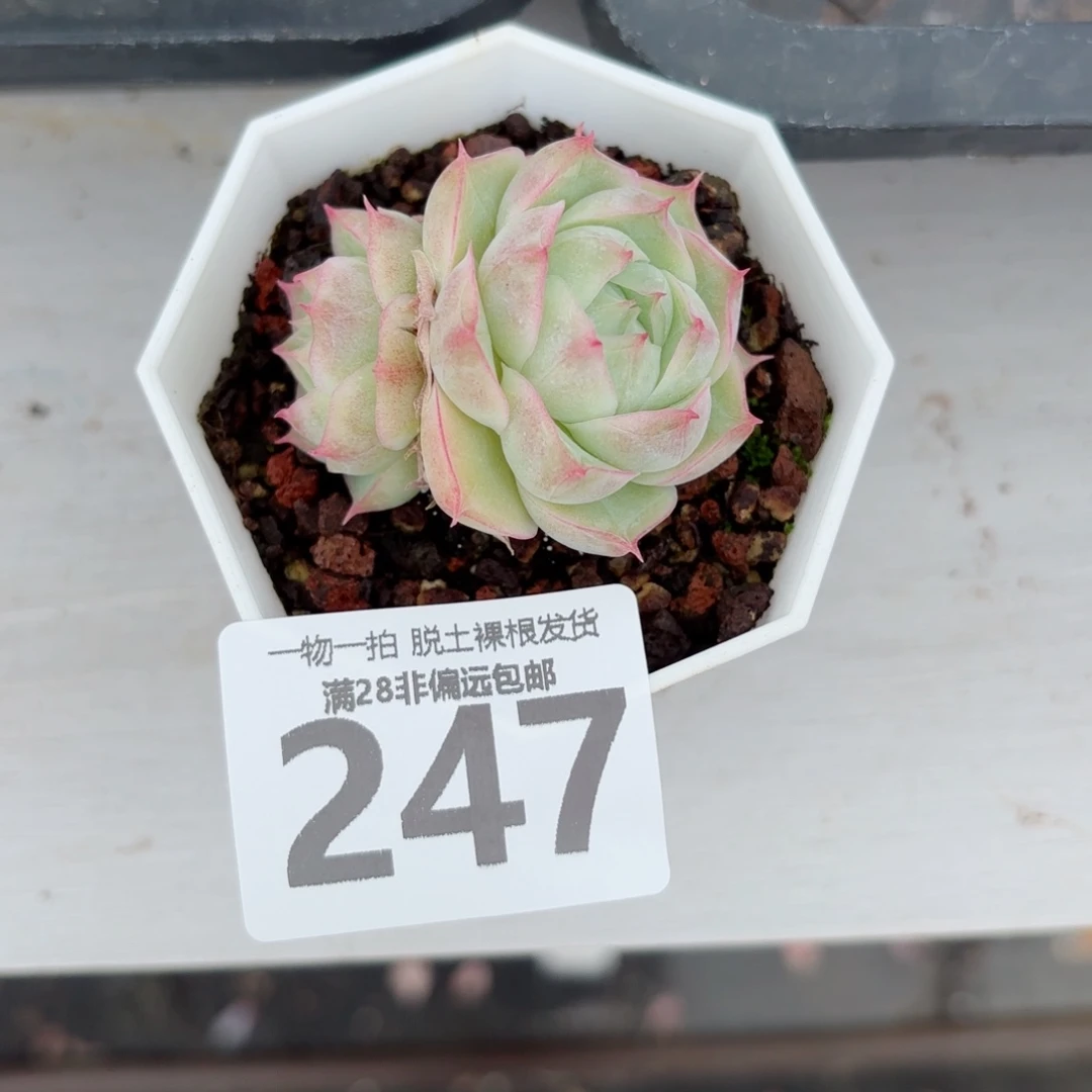 潘多拉老桩无盆土发货