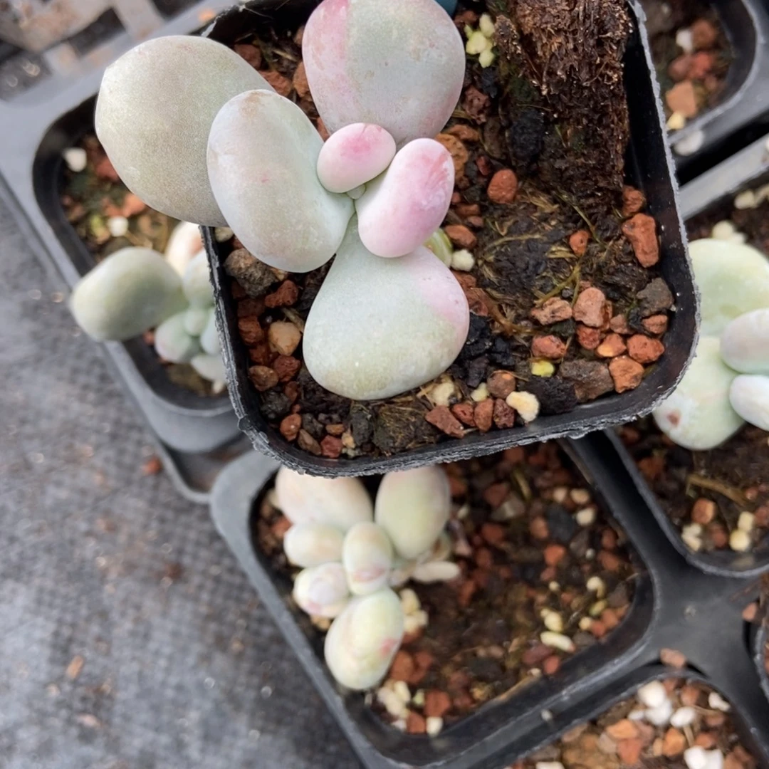 1032油煎多肉植物多肉