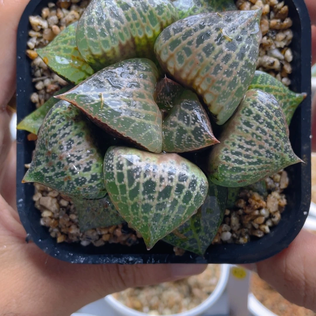 34.十二卷白鲸康平寿。
