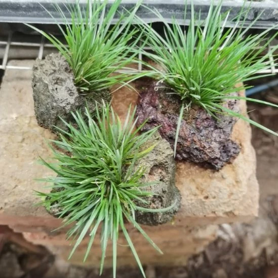 无花朵附石菖蒲3个