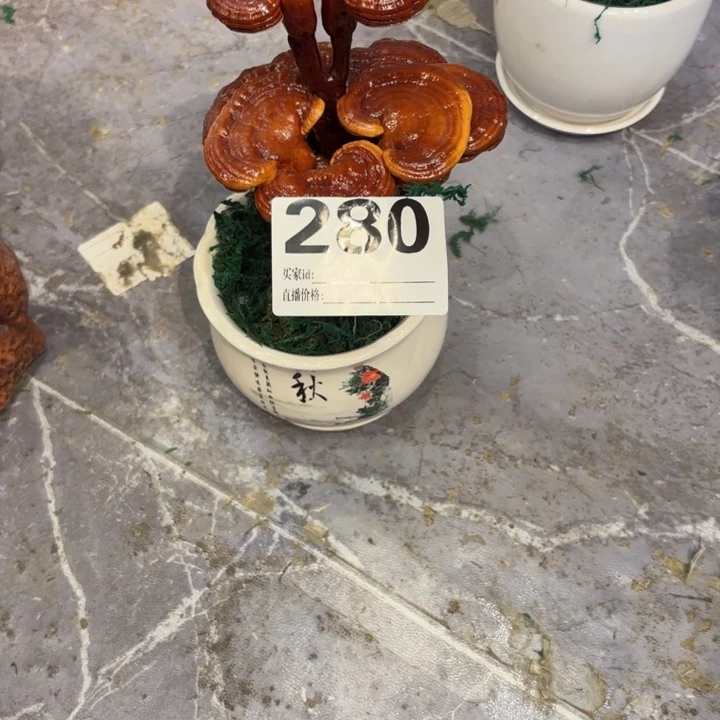 一***虹灵芝88888888888888888