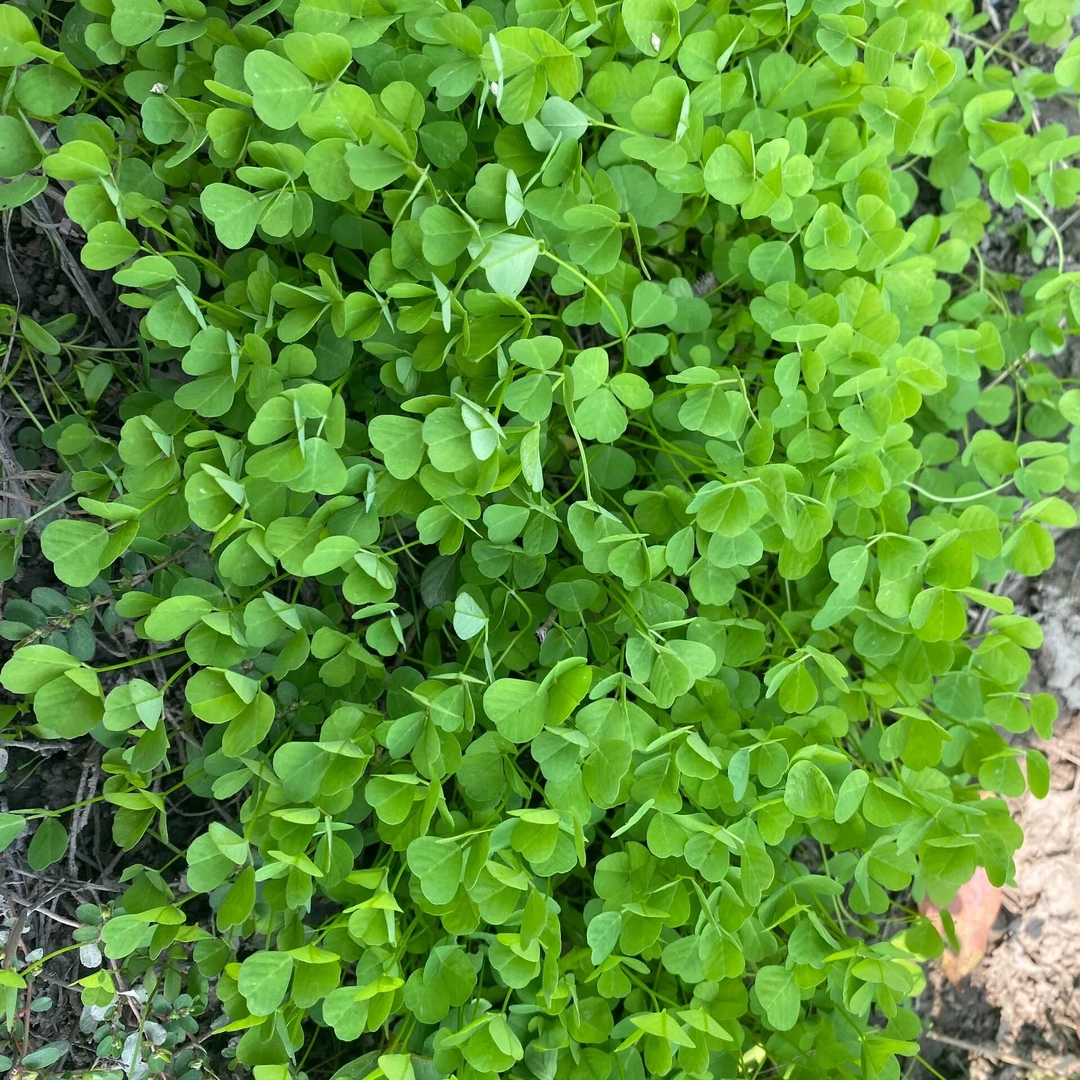 【蔬菜组合】草头1斤/牛心菜1个/辣椒1斤/番茄2斤