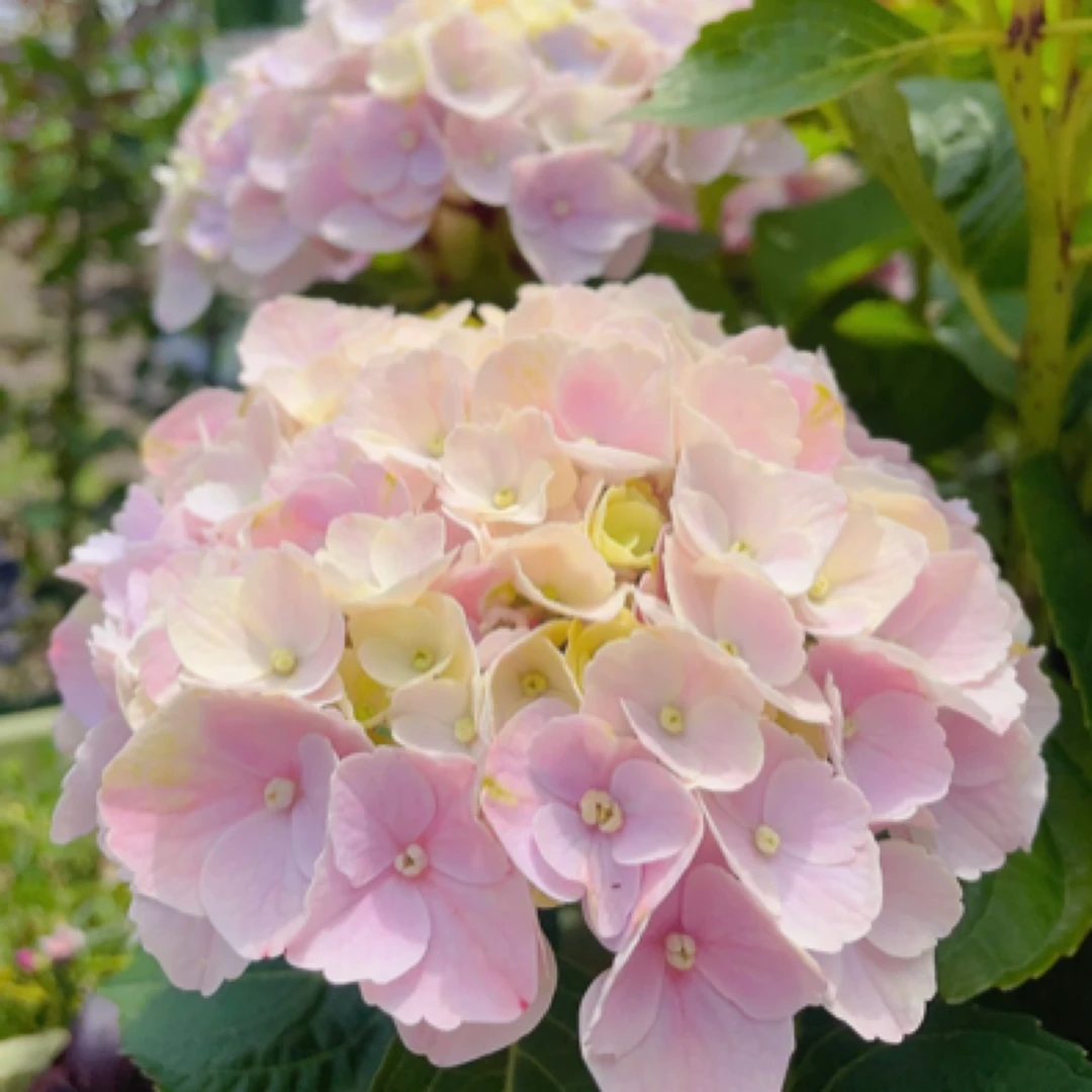 （魔幻粉韵）魔幻系列大花绣球耐热耐寒易养护阳台庭院开花盆栽