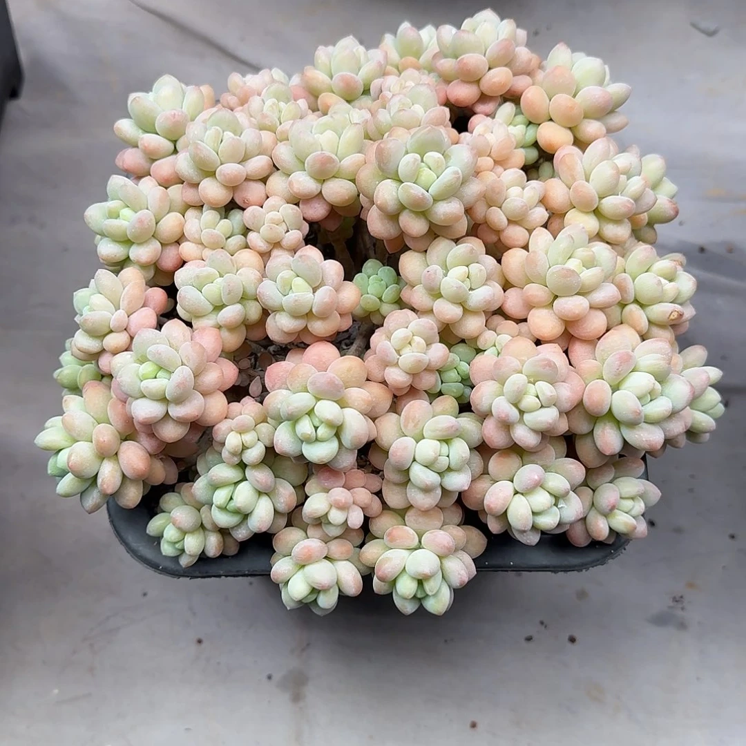 霉*星洛可可 00000000