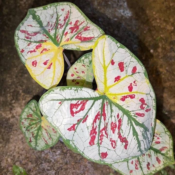尼***巴89-0925三个好朋友泰国发货