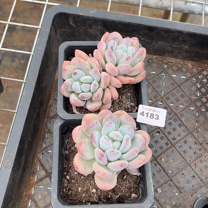 阿雅园艺。   4183香两颗