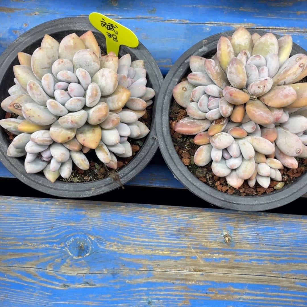 斌奶酪体香水两个一组38