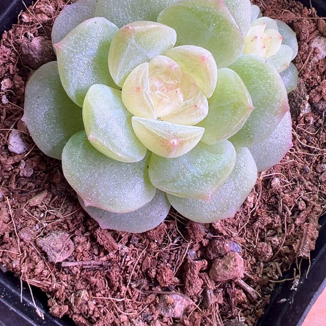 想***儿106号青竹加海洋之星晗雨多肉
