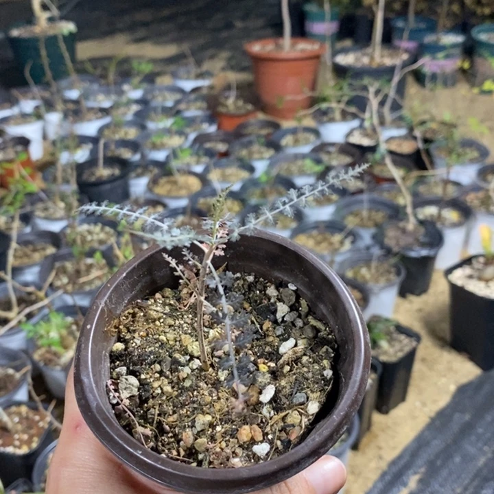 *****银索带盆土发货植物