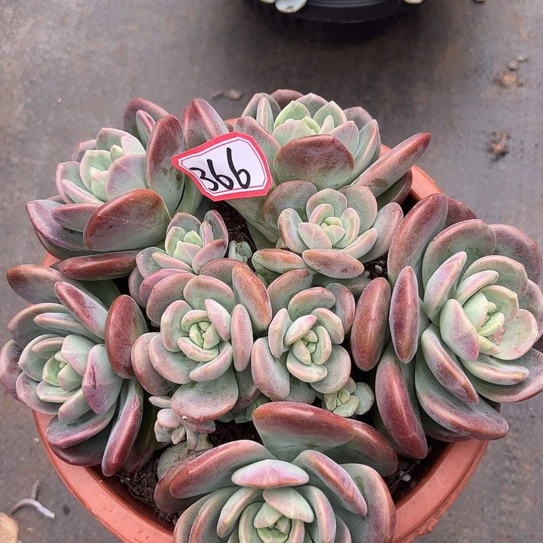 366号拉萨一物一拍