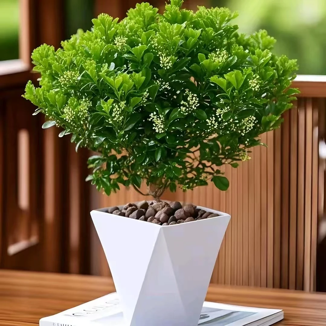 【送白色菱形盆】香水米兰开花飘香香味观赏米兰四季长青阳台植物1