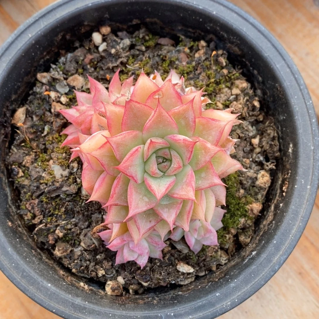 精品多肉一物一拍52