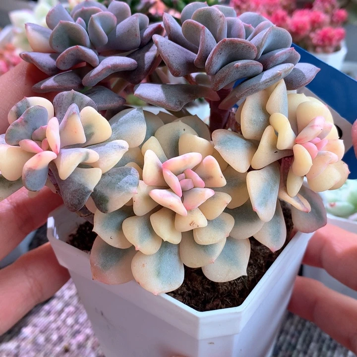 雪精灵群生有根有根