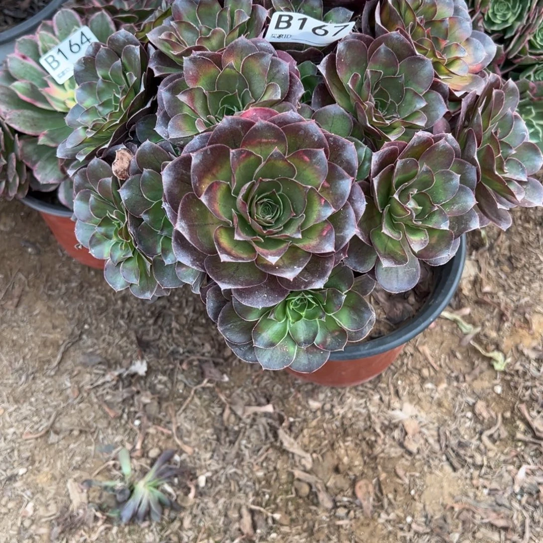 167玫金玫瑰多肉植物法师