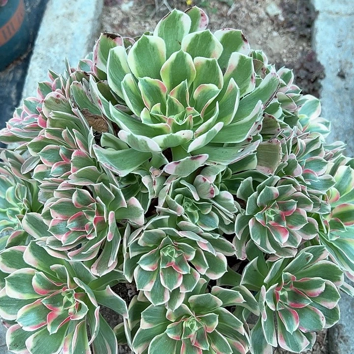 0571女郎不售后多肉植物