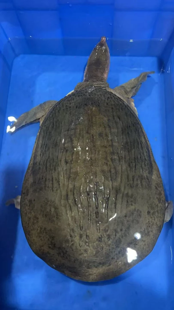 【大甲鱼】水库甲鱼4斤