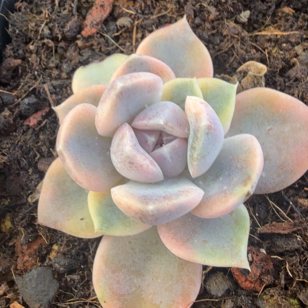 汉堡锦腹轮锦一颗多肉锦