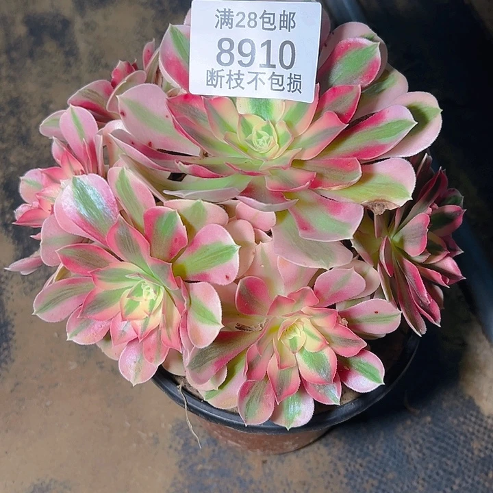 8910粉女巫多肉植物