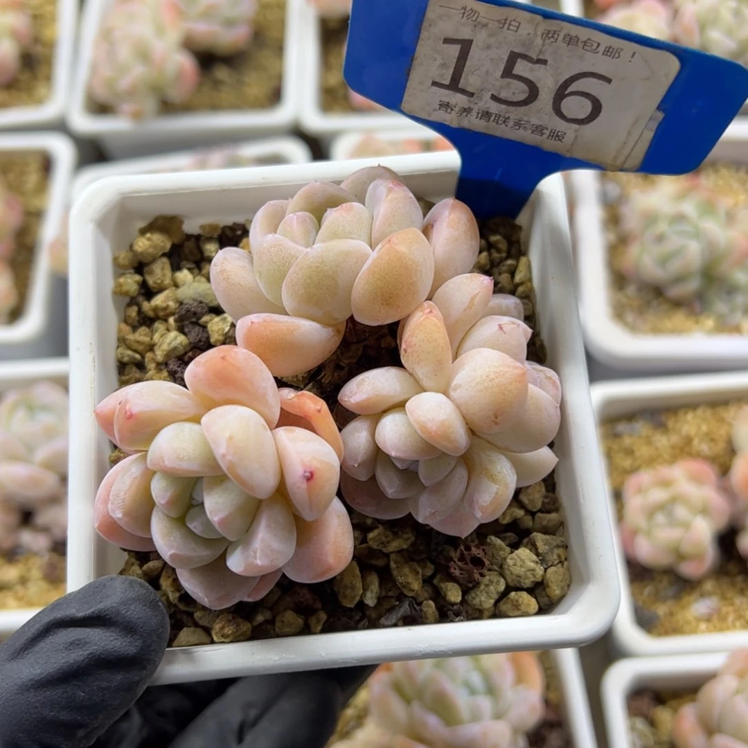 红陶小*156号多肉植物