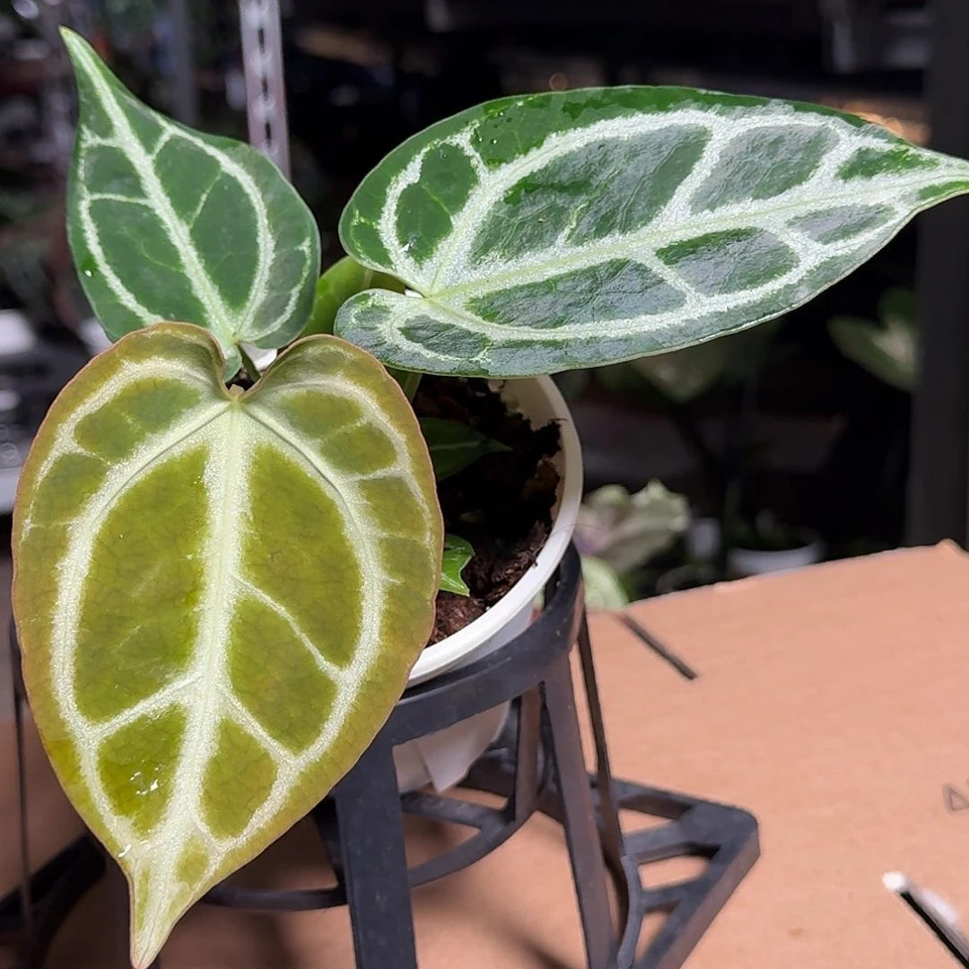 完全开放X86花烛一物一拍