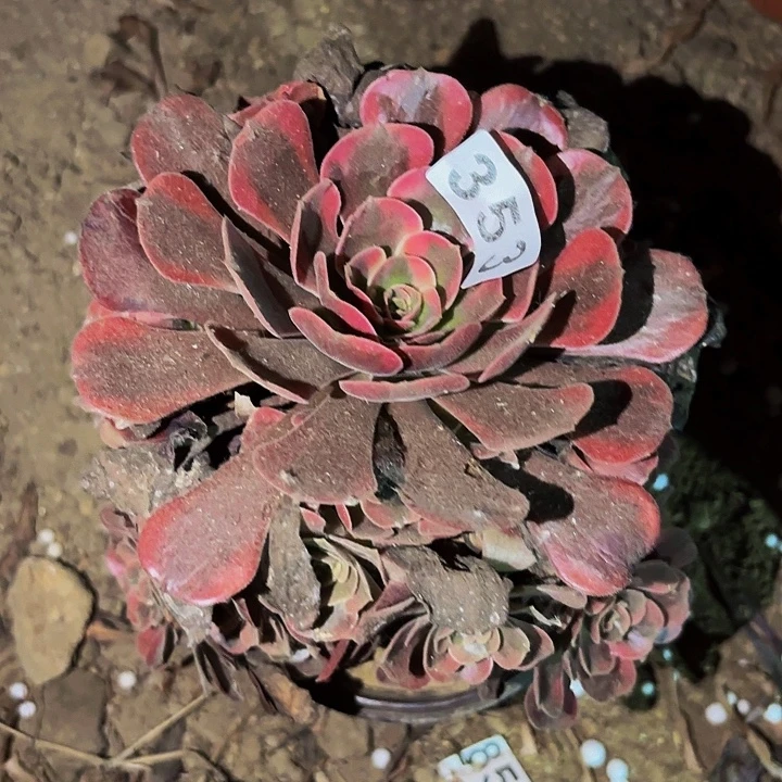 353爱神多肉植物不售后