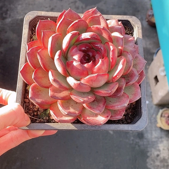 649多肉植物老桩