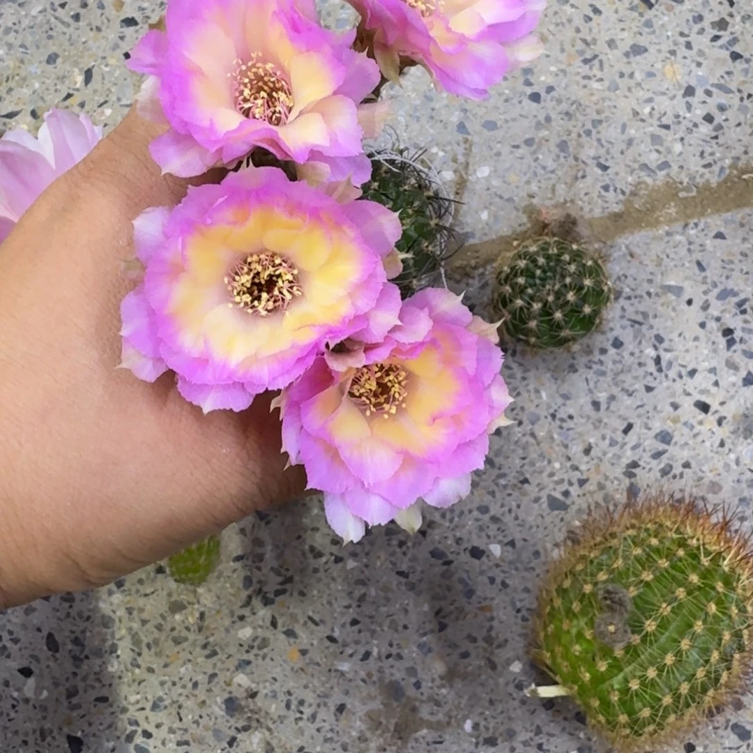 324丽花异想天开歪无根侧牙3公分很小左右，20包邮