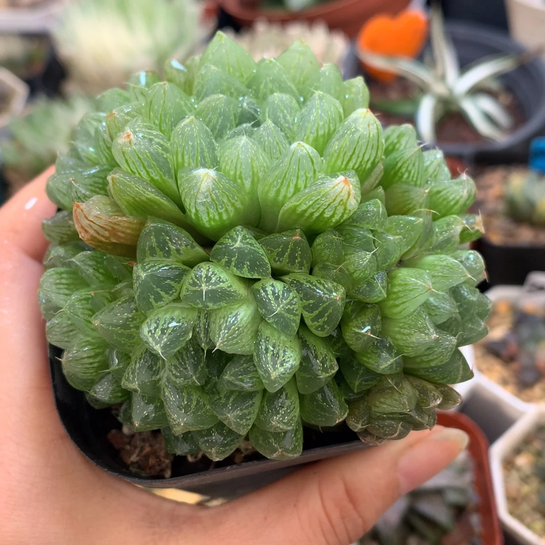 群生雪花玉露，带盆一起