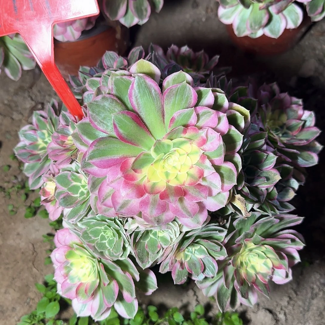 用***24111海王多肉法师